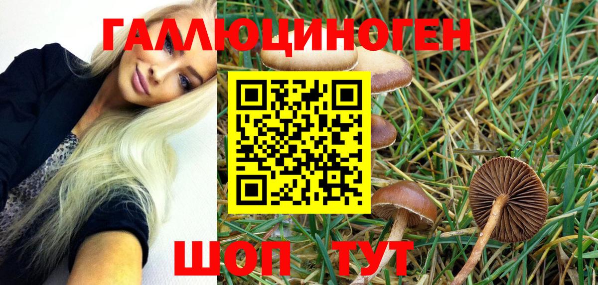 где можно купить   Вход с VPN  Губаха  Псилоцибиновые грибы MAGIC MUSHROOMS 
